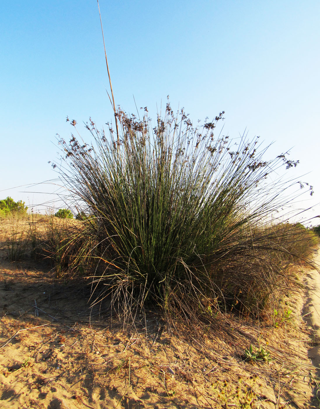 Изображение особи Juncus acutus.