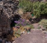 Limonium bourgeaui