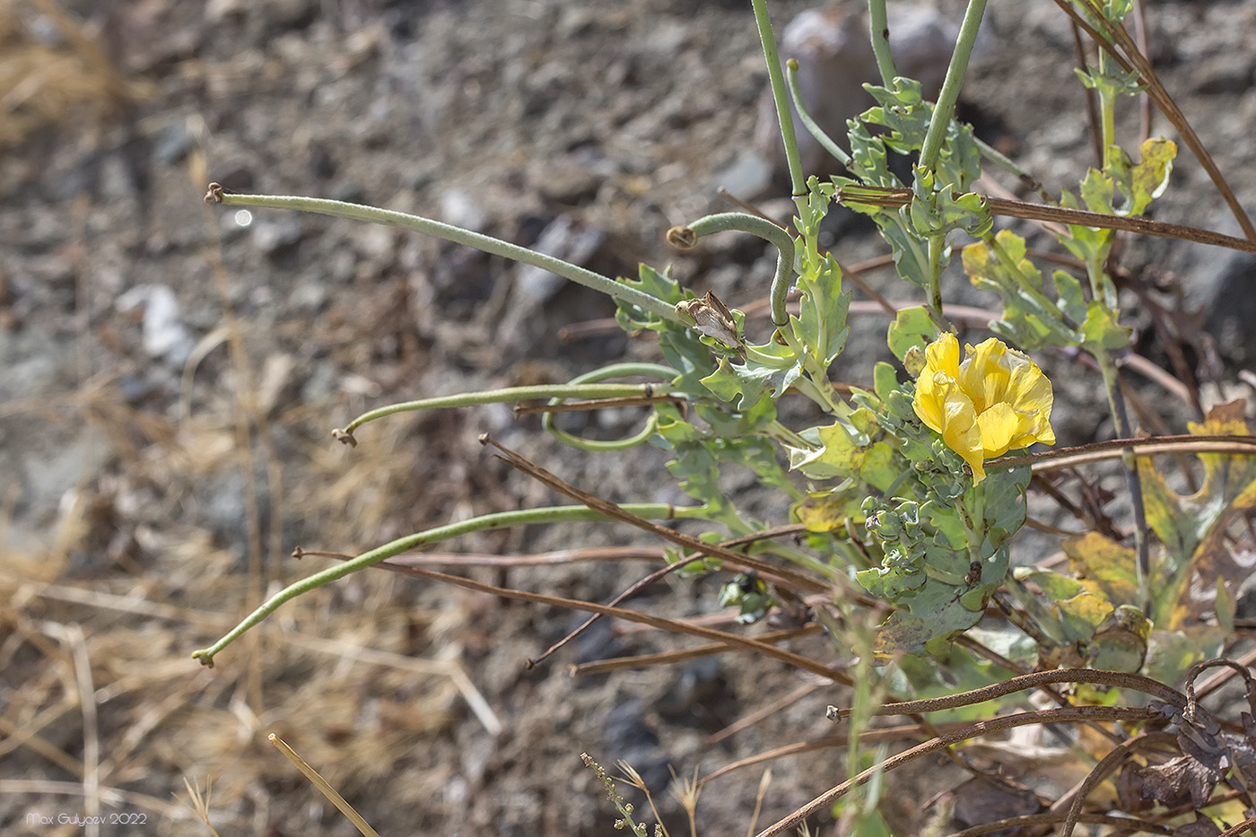 Изображение особи Glaucium flavum.