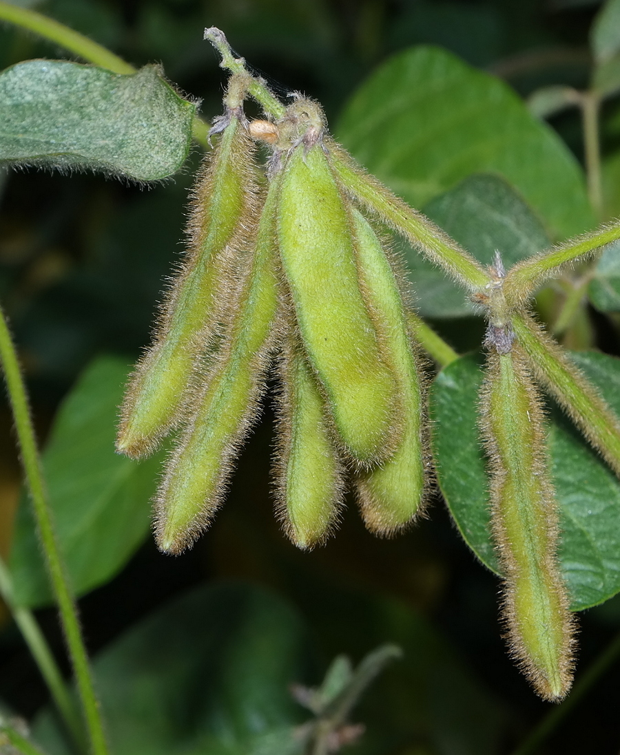 Изображение особи Glycine max.