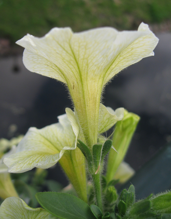 Image of Petunia × atkinsiana specimen.