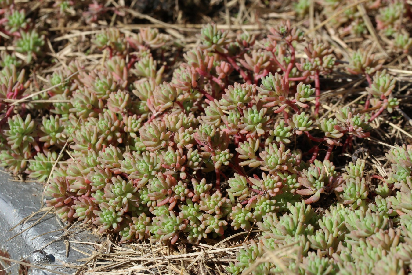 Image of Sedum pallidum ssp. bithynicum specimen.