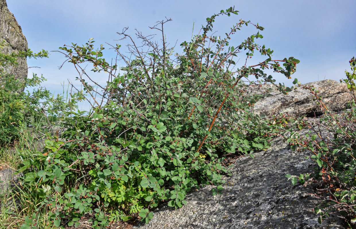 Изображение особи Cotoneaster melanocarpus.