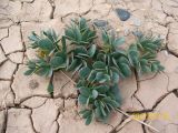 Zygophyllum potaninii