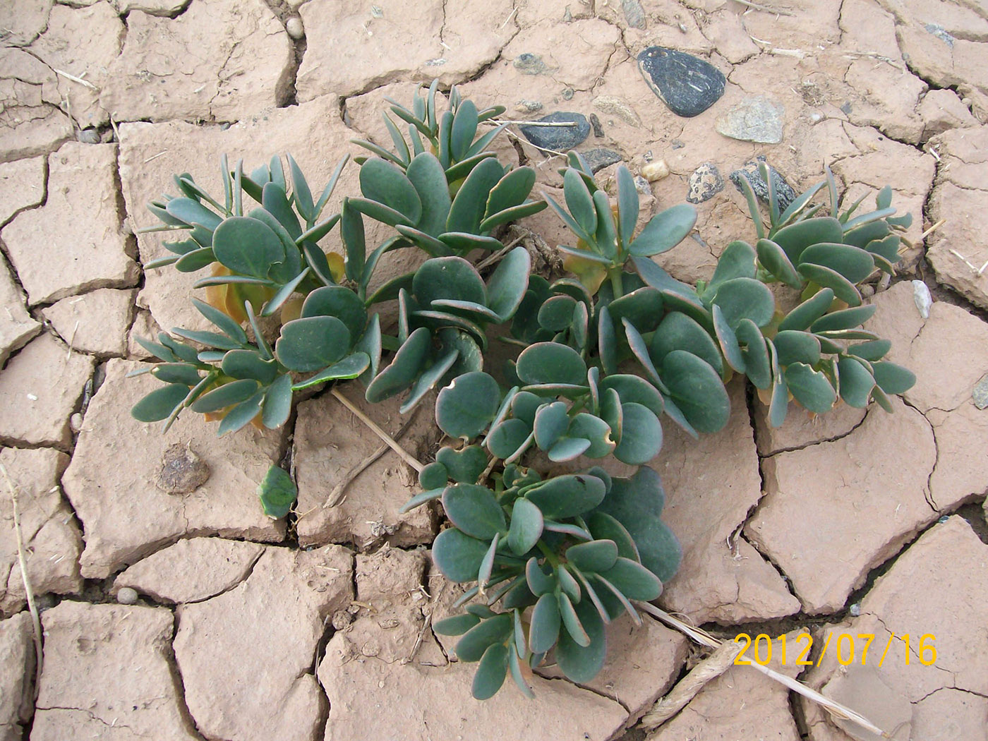 Image of Zygophyllum potaninii specimen.