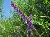 Vicia villosa. Соцветие. Краснодарский край, Кавказский р-н, окр. ст-цы Темижбекская, у дороги. 28.05.2022.