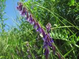 Vicia villosa