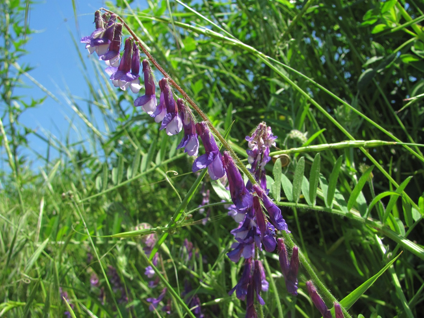 Image of Vicia villosa specimen.