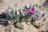 Oxytropis lanata