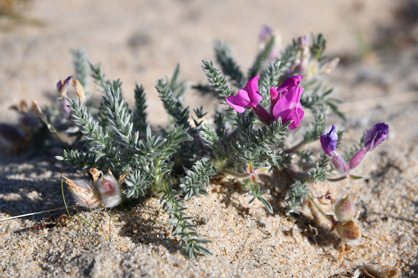 Изображение особи Oxytropis lanata.