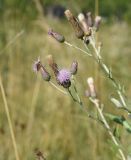 Cirsium incanum. Веточки с соцветиями и соплодиями. Республика Адыгея, окраина пос. Каменномостский, ур. Холодное, луг. 31 июля 2022 г.