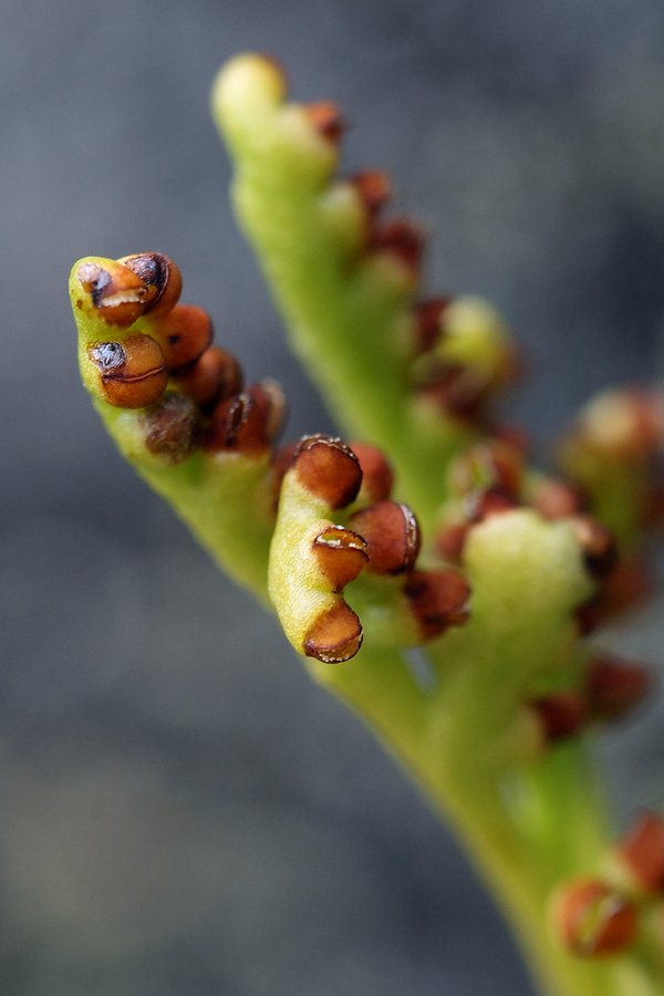 Изображение особи Botrychium boreale.