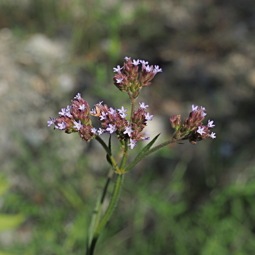 Image of Verbena brasiliensis specimen.