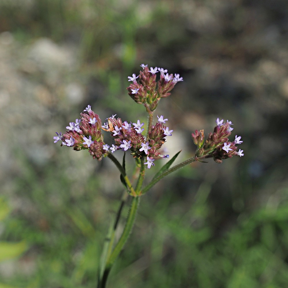 Изображение особи Verbena brasiliensis.