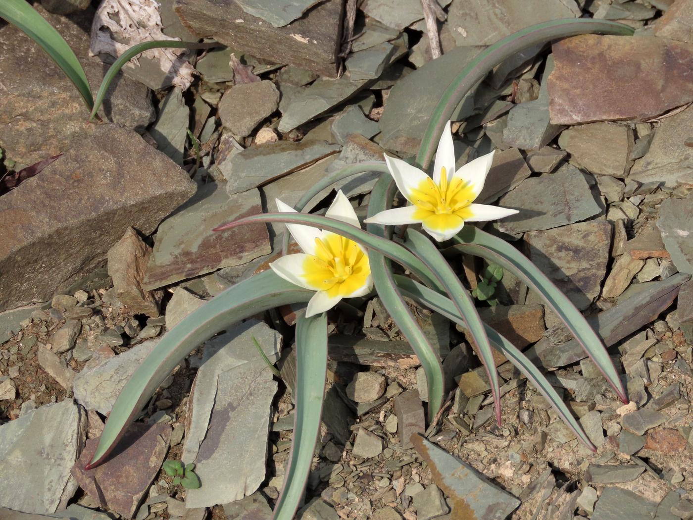 Image of Tulipa orthopoda specimen.