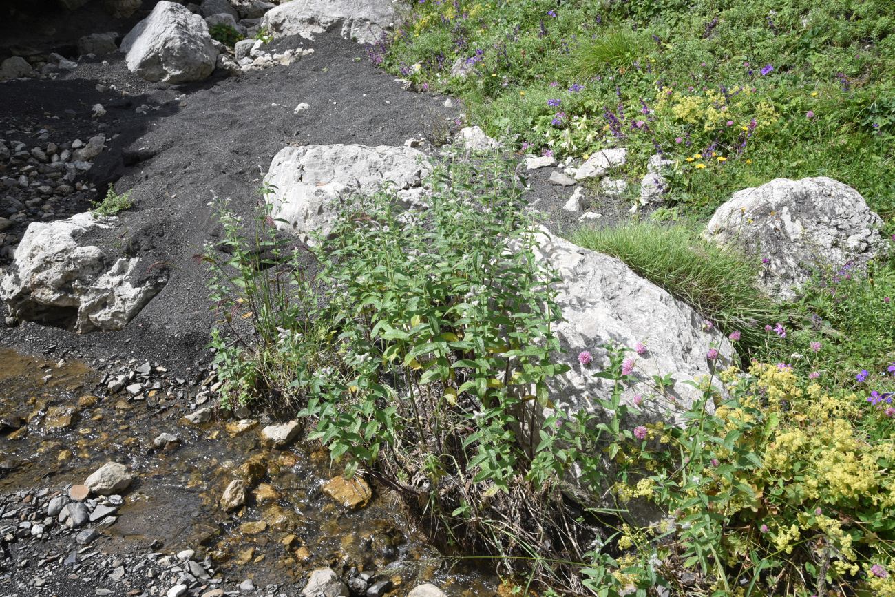 Изображение особи Mentha longifolia.