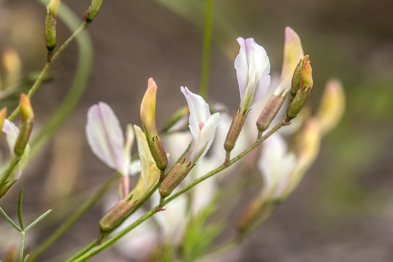 Image of Astragalus pseudotataricus specimen.