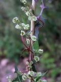 Fallopia dumetorum