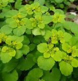 Chrysosplenium alternifolium. Верхушки цветущих растений с сидящим насекомым. Московская обл., ГО Подольск, мкр-н Климовск, широколиственный лес. 09.05.2023.