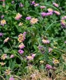 Lantana camara