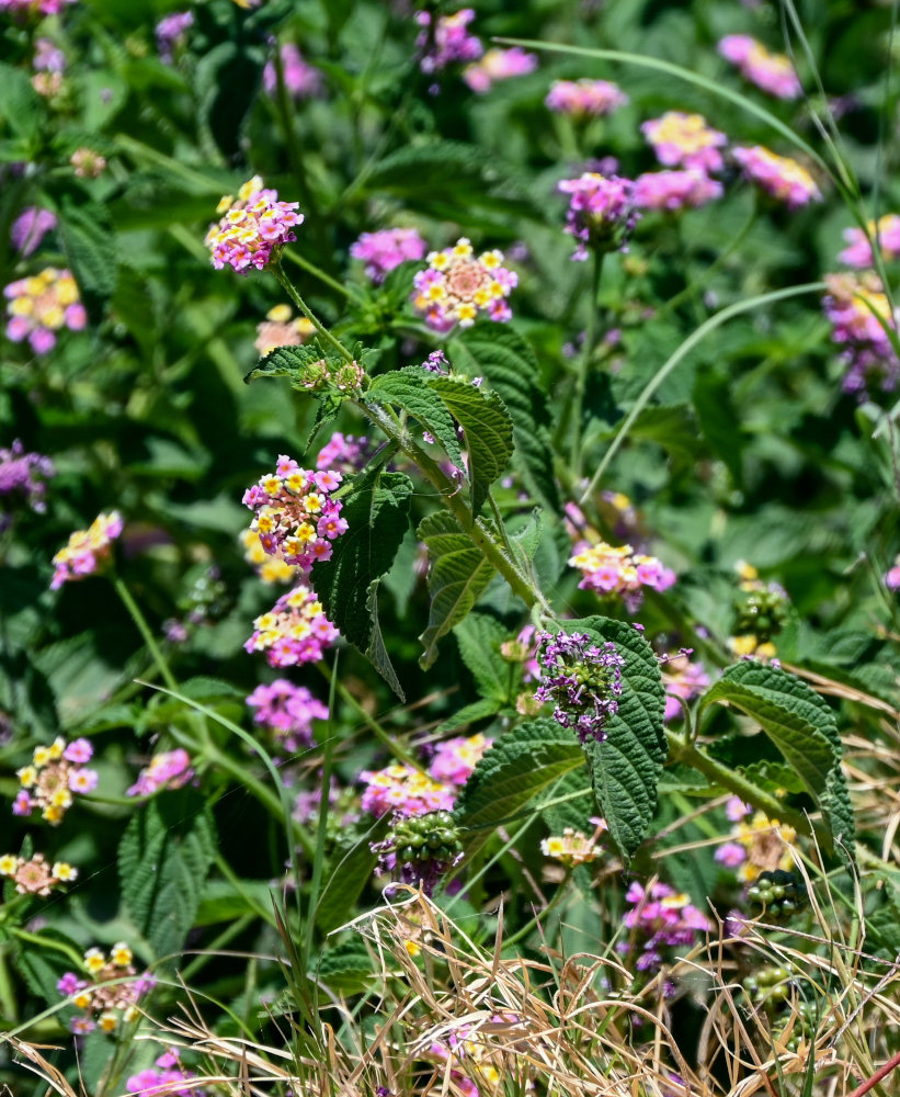 Изображение особи Lantana camara.