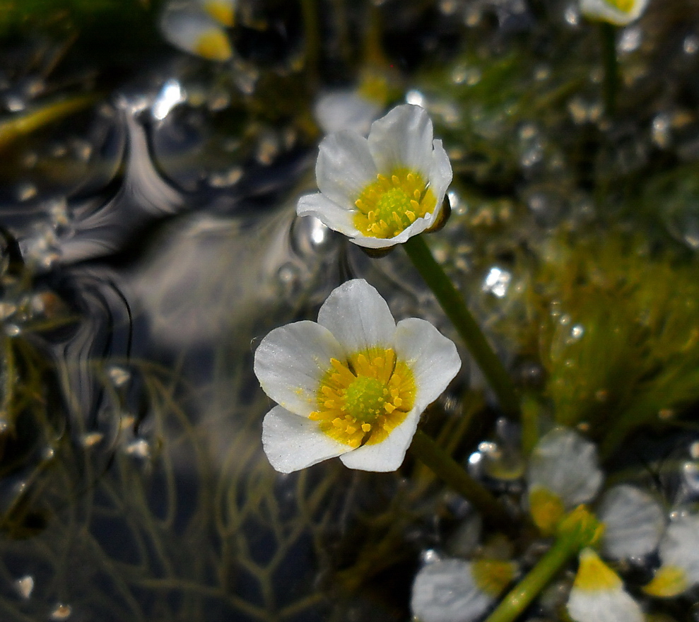 Image of Ranunculus × glueckii specimen.
