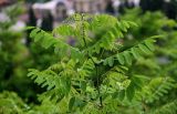 Robinia pseudoacacia