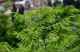 Robinia pseudoacacia. Верхушка ветви вегетирующего растения. Грузия, Имеретия, г. Кутаиси, заросли кустарников на луговом склоне. 14.06.2023.