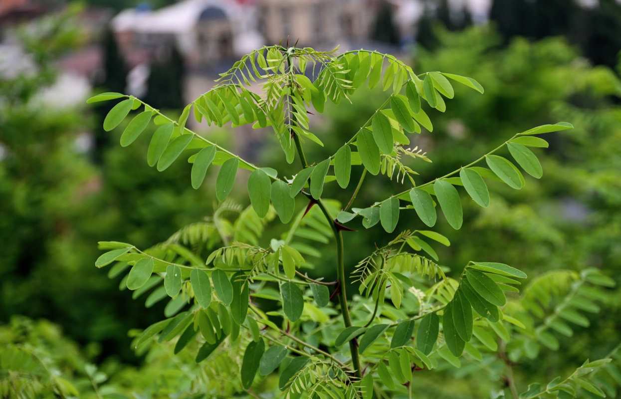 Изображение особи Robinia pseudoacacia.