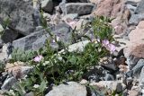 Convolvulus arvensis