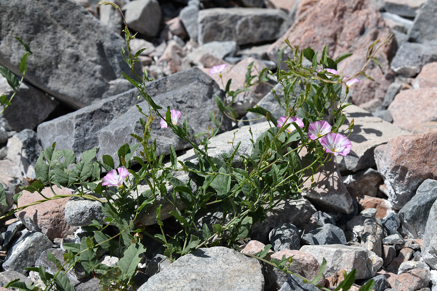 Image of Convolvulus arvensis specimen.