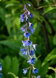 Delphinium elatum. Соцветие. Красноярский край, гор. округ Норильск, пос. Снежногорск, луговой склон. 27.07.2023.