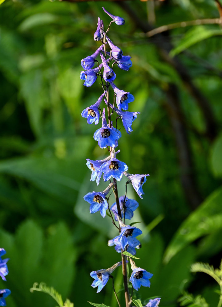 Image of Delphinium elatum specimen.
