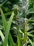 Iris setosa