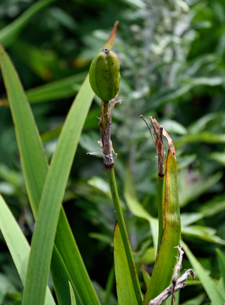 Image of Iris setosa specimen.