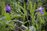 Campanula wolgensis. Верхушки цветущих растений в каплях дождя. Пермский край, Кунгурский р-н, окр. дер. Дейково, окр. ур. Греховская гора, пойма р. Бабка, залежь. 04.06.2023.