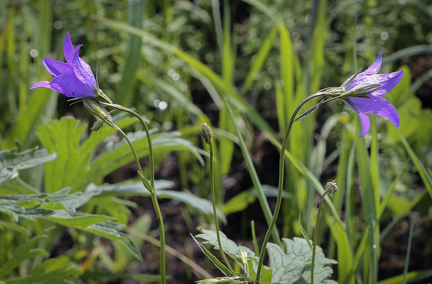 Image of Campanula wolgensis specimen.