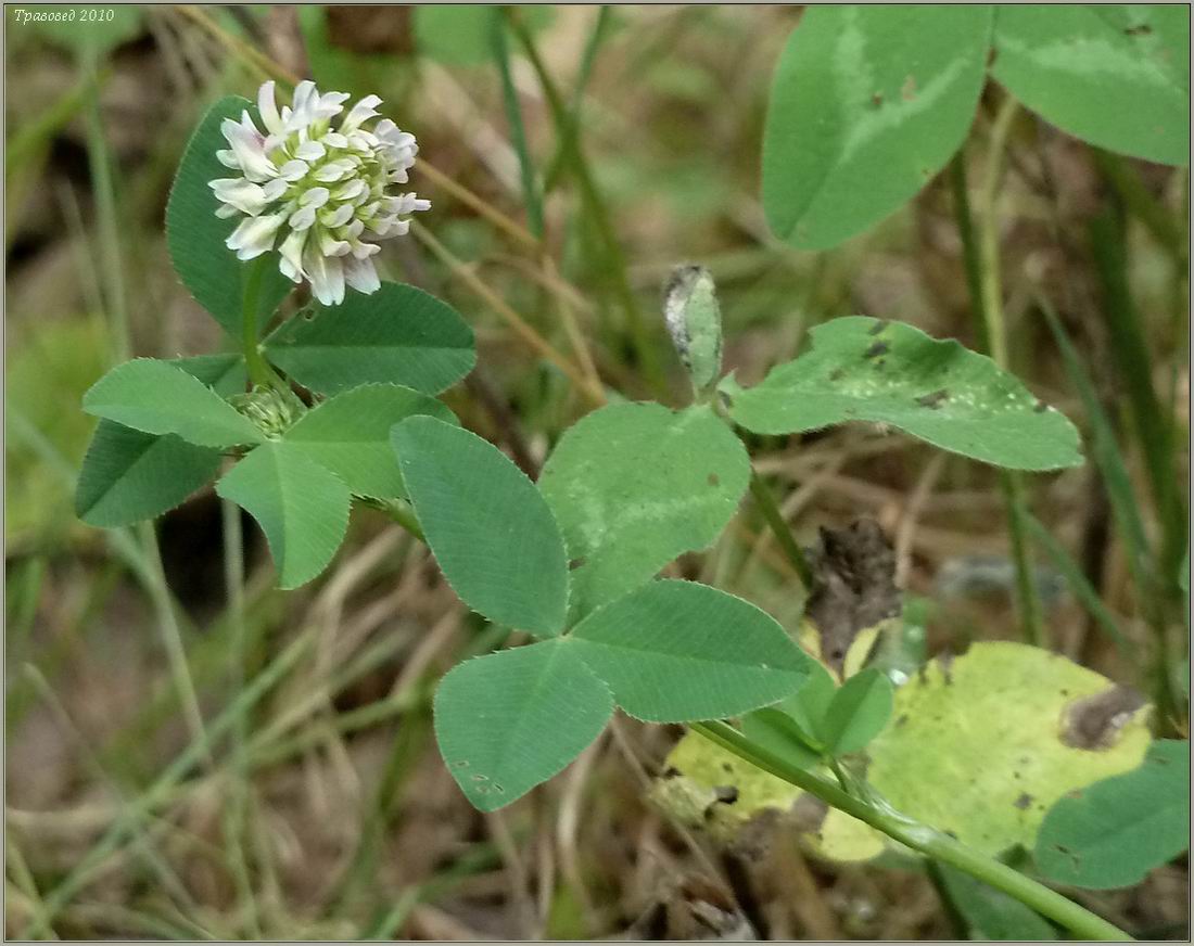 Изображение особи Trifolium repens.