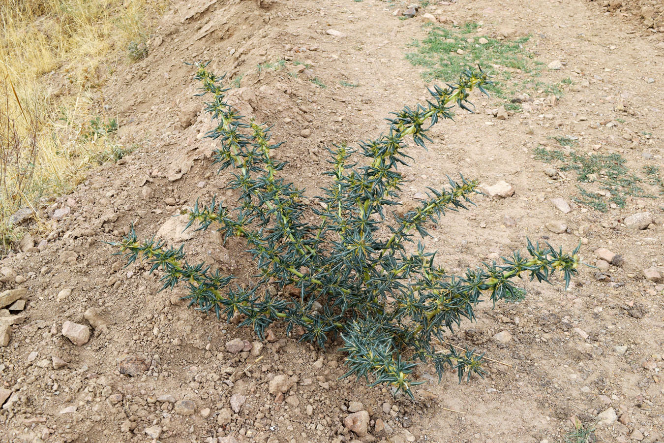 Image of Xanthium spinosum specimen.