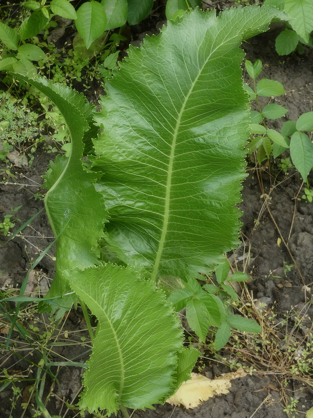 Image of Armoracia rusticana specimen.