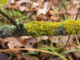 Xanthoria parietina