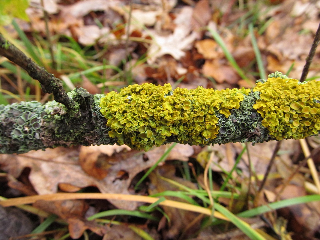 Изображение особи Xanthoria parietina.