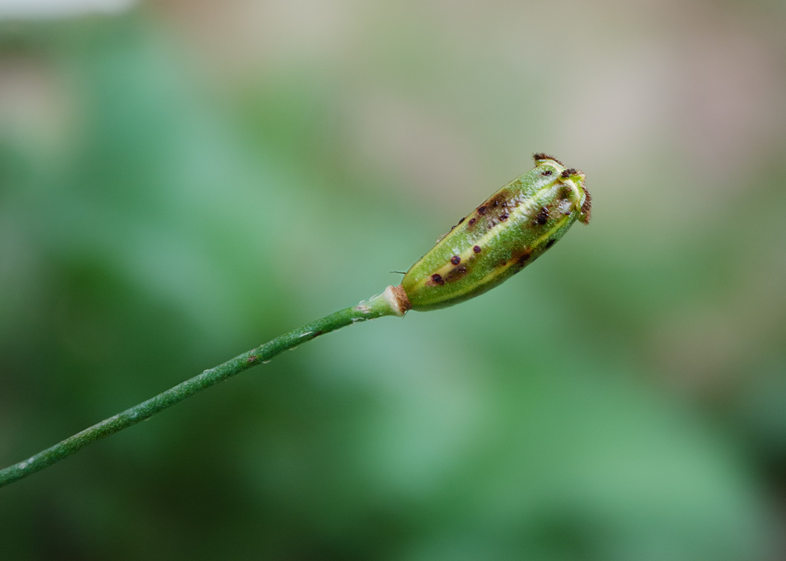 Image of Papaver nudicaule ssp. gracile specimen.