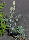 Artemisia stelleriana