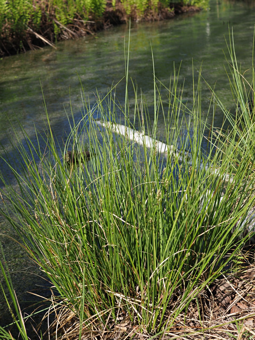 Image of Carex diandra specimen.