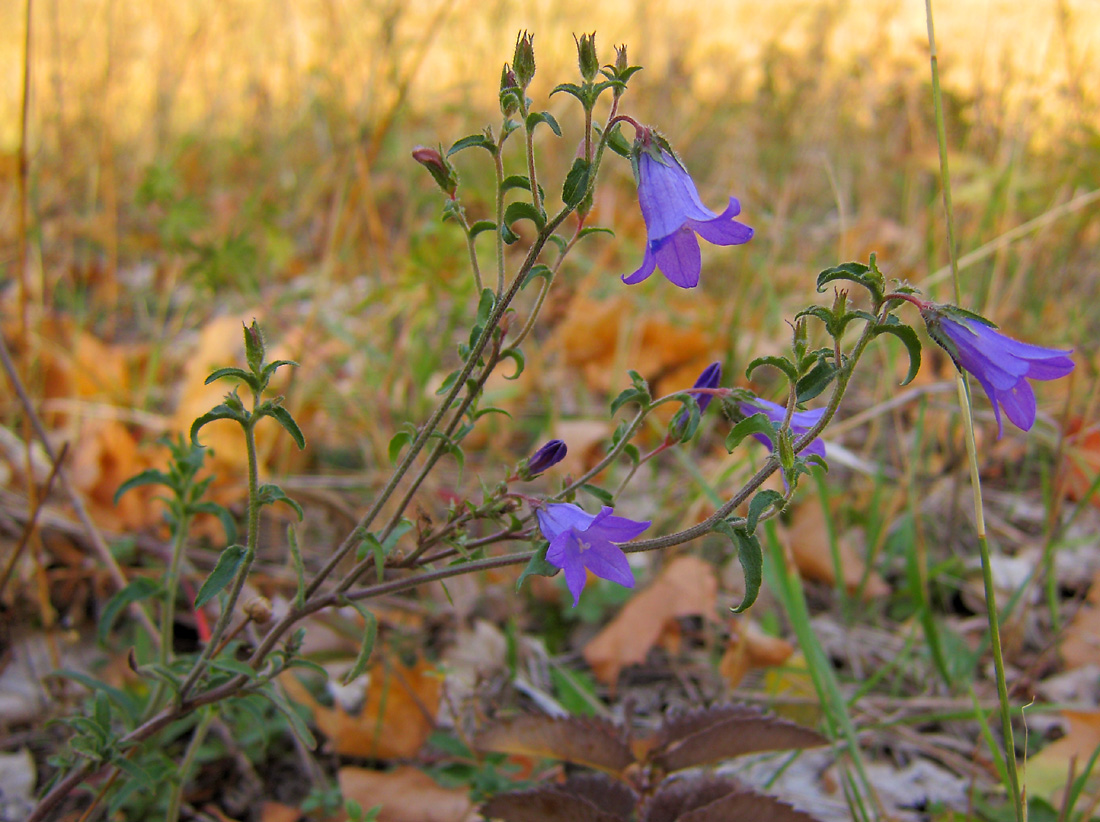 Image of Campanula sibirica specimen.