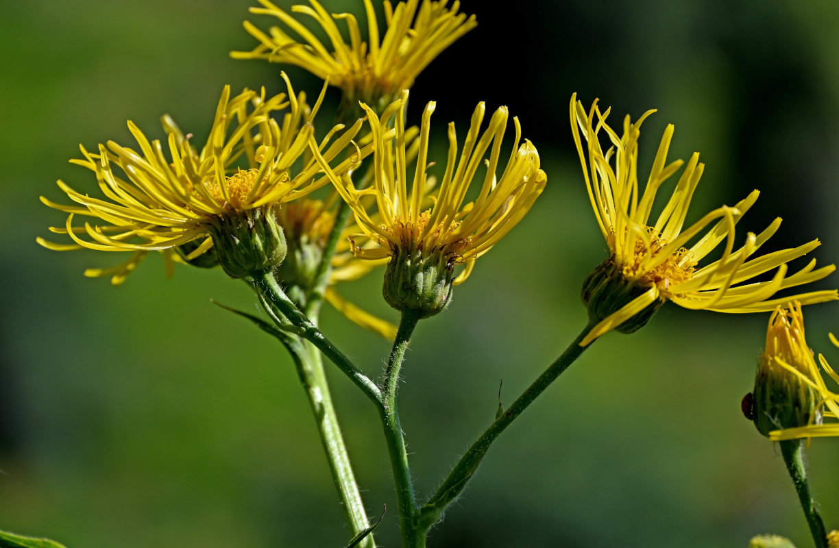 Изображение особи Inula macrophylla.