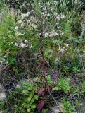 Picris japonica. Плодоносящее растение в сообществе с Senecio pseudoarnica, Hordeum jubatum и Artemisia. Сахалин, Корсаковский гор. округ, окр. с. Новиково, приморский луг. 15.08.2022.