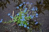 Myosotis asiatica. Цветущее растение. Красноярский край, Таймырский Долгано-Ненецкий р-н, плато Путорана, устье р. Кутарамакан, затопленный участок каменисто-песчаного пляжа. 23.07.2023.