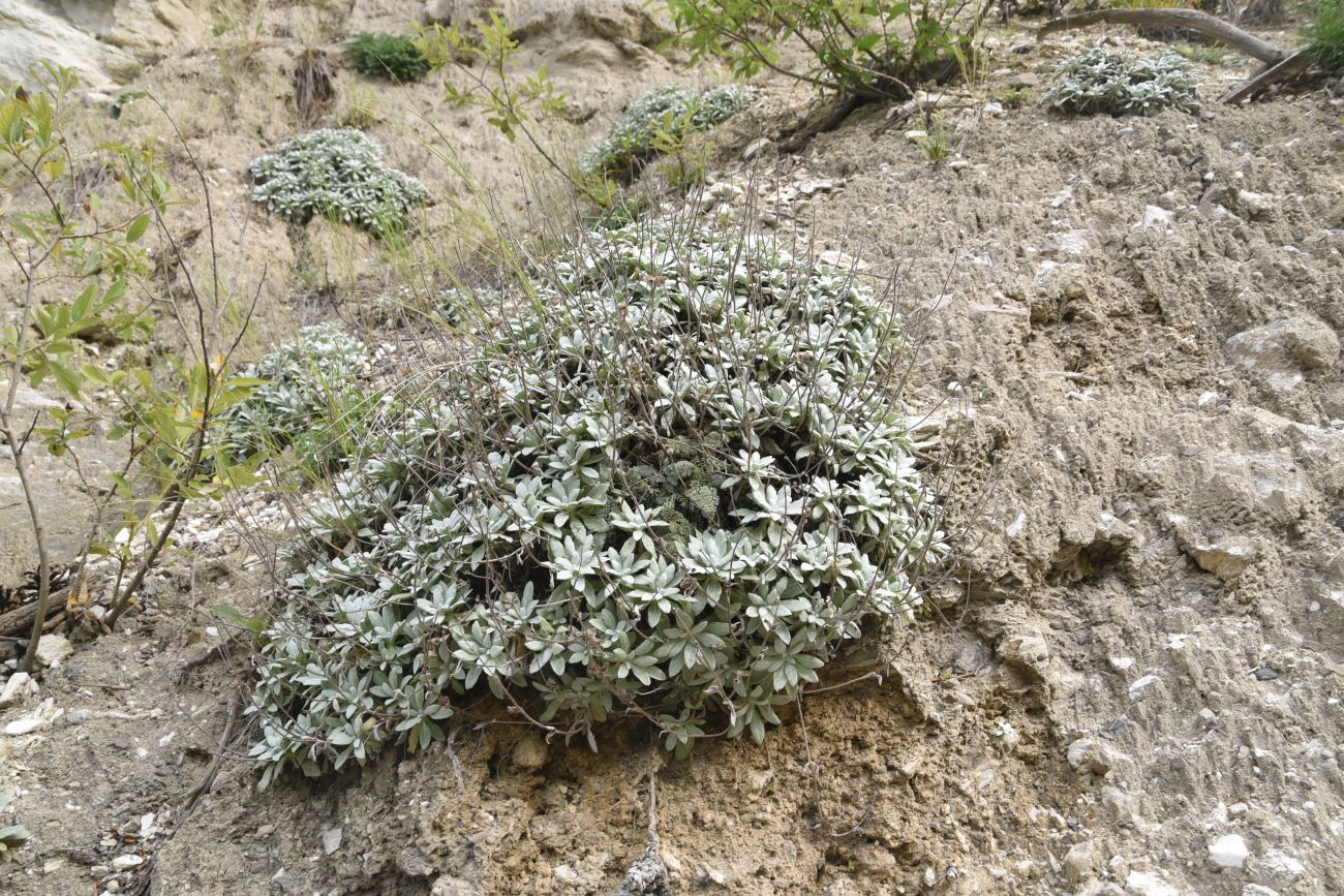 Изображение особи Salvia canescens var. daghestanica.